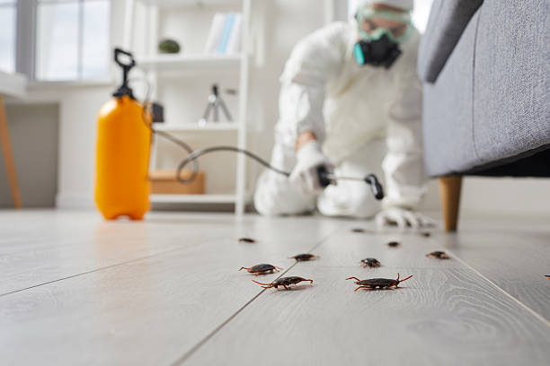 Affordable Termite Control solutions in Rankin, TX